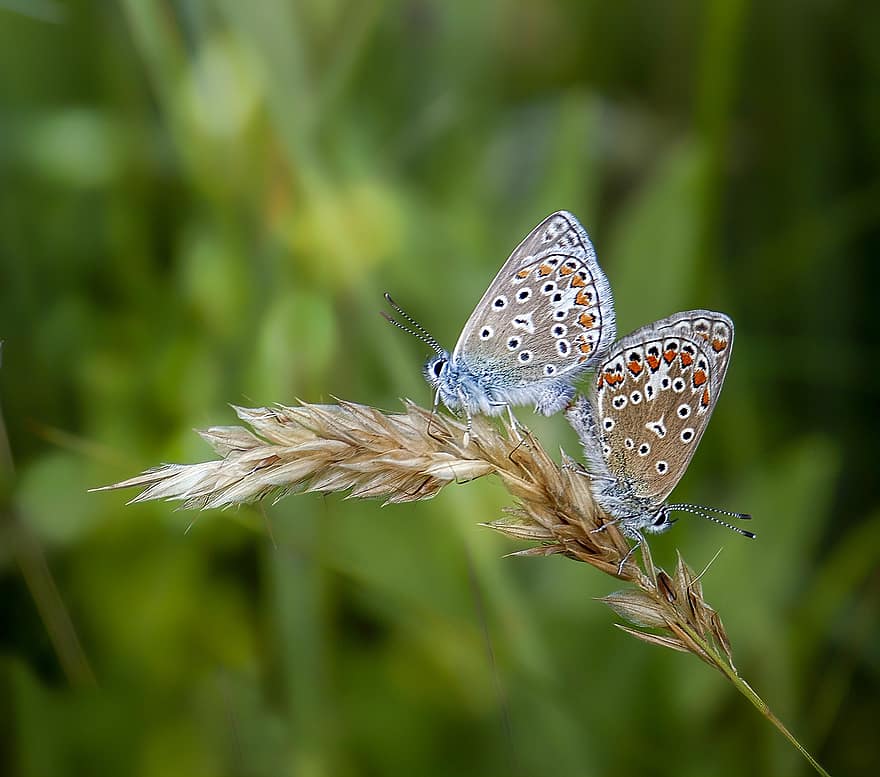 mariposa, azul común, par, alas, sentado, insecto