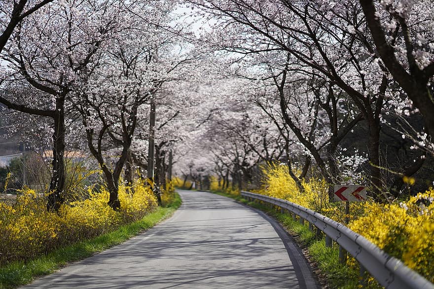 Camí, Flors de cirerer, primavera, arbres, flors de color rosa, carretera, ruta, manera, paviment, naturalesa, arbre