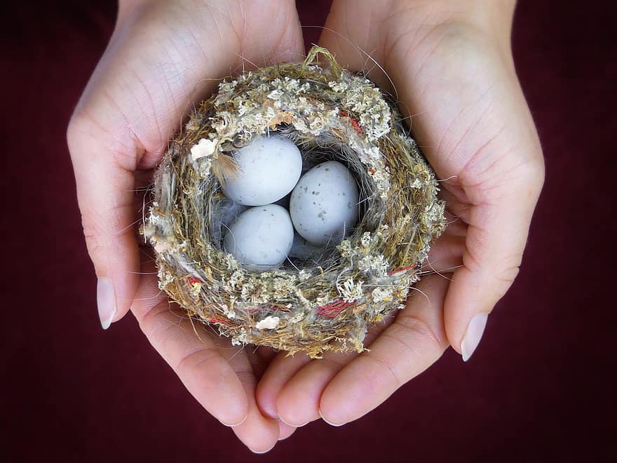Bird Nest, Nest, Eggs, To Protect, Hatch, Growth, Brut, Hands, Keep, Bird Protection, Protection Of Species