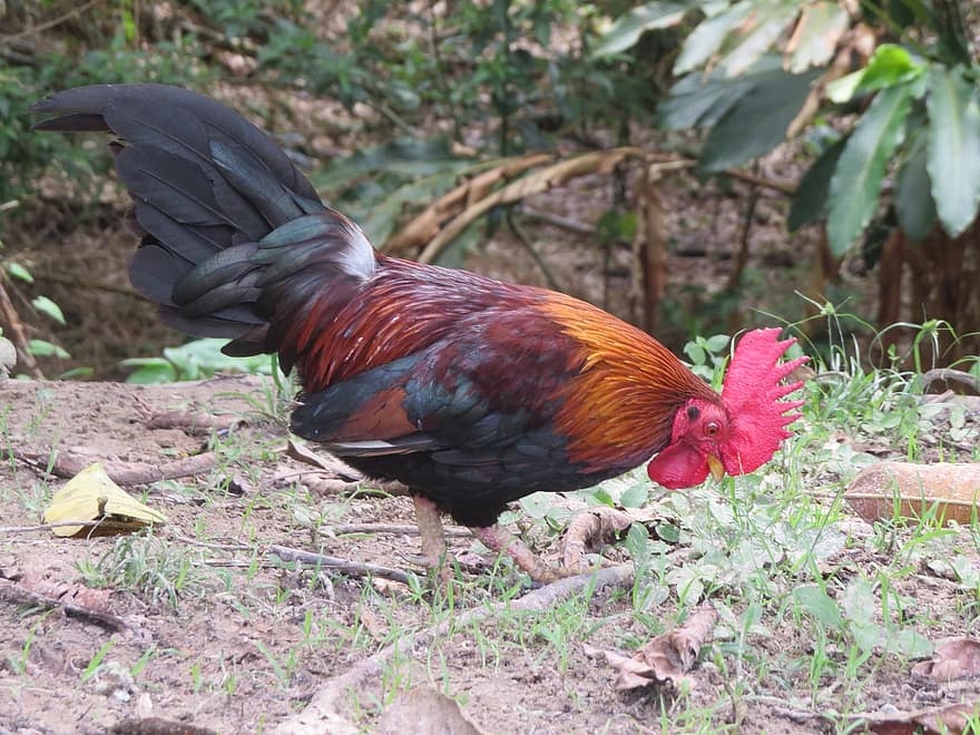poulet, coq, oiseau, plumes, plumage, reproduction, course