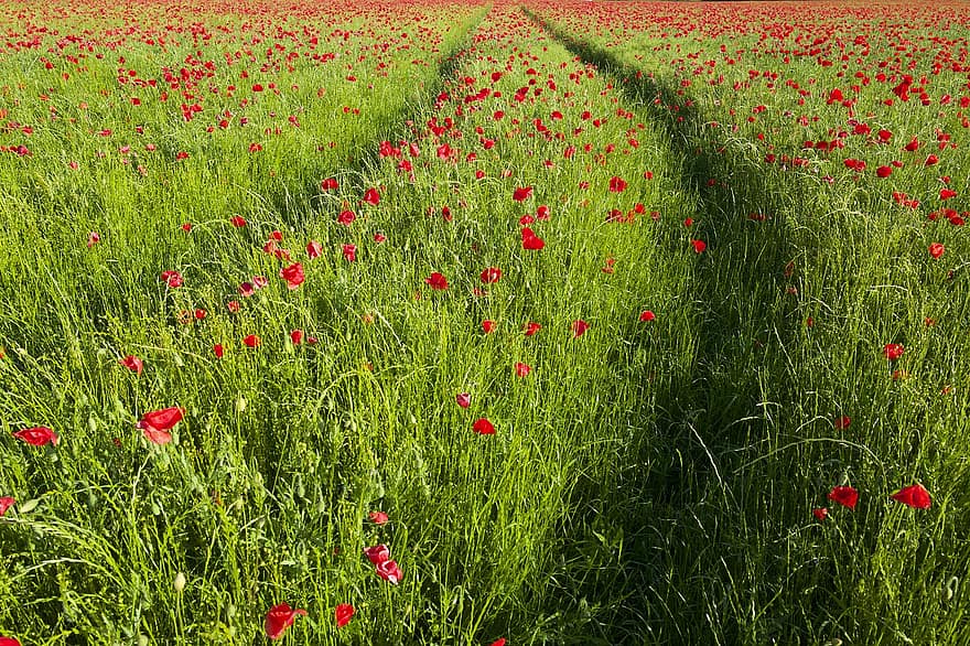 campo de amapolas, amapolas, prado, Flores rojas, campo, naturaleza