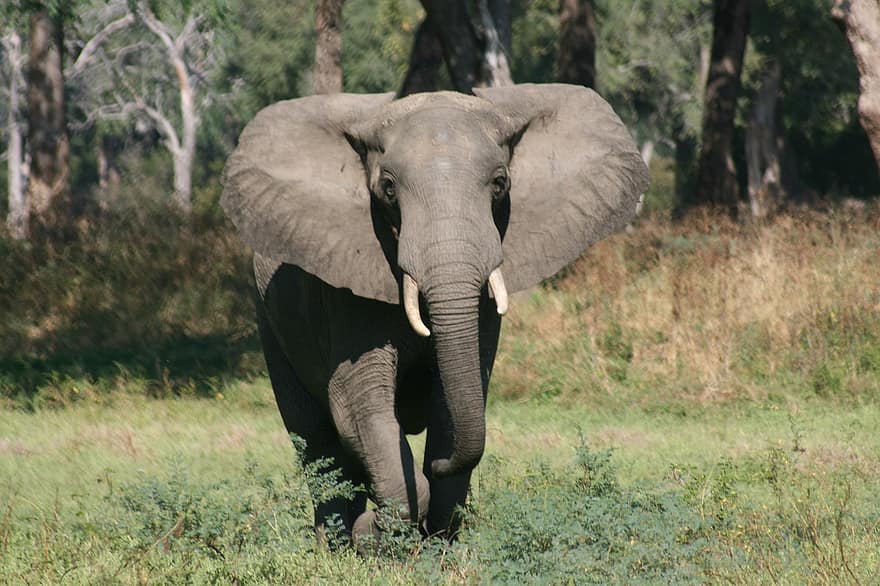 elefant, Afrika, zimbabwe, safari, natur, ødemark, pachyderm, vild