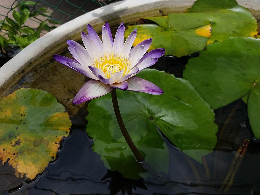 loto, flor, estanque, flor de loto, flor Purpura, pétalos, pétalos morados, floración, planta acuática, flora, hoja