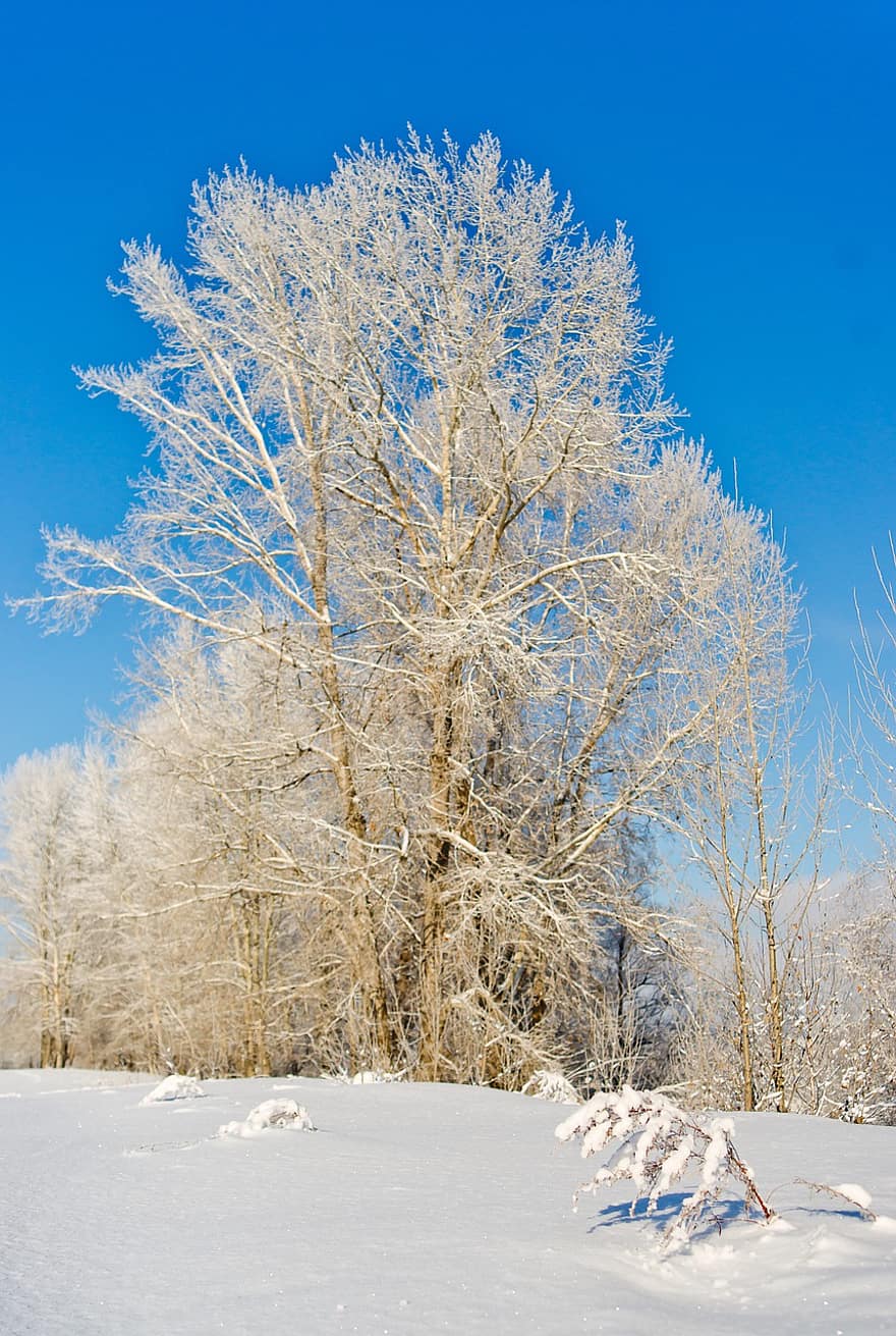 natura, inverno, la neve, albero, foresta, paesaggio, stagione, blu, brina, ramo, ghiaccio
