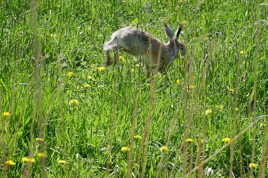 野ウサギ、牧草地、野の花、たんぽぽ、動物、自然、フラワーズ、草、野生の動物、可愛い、夏