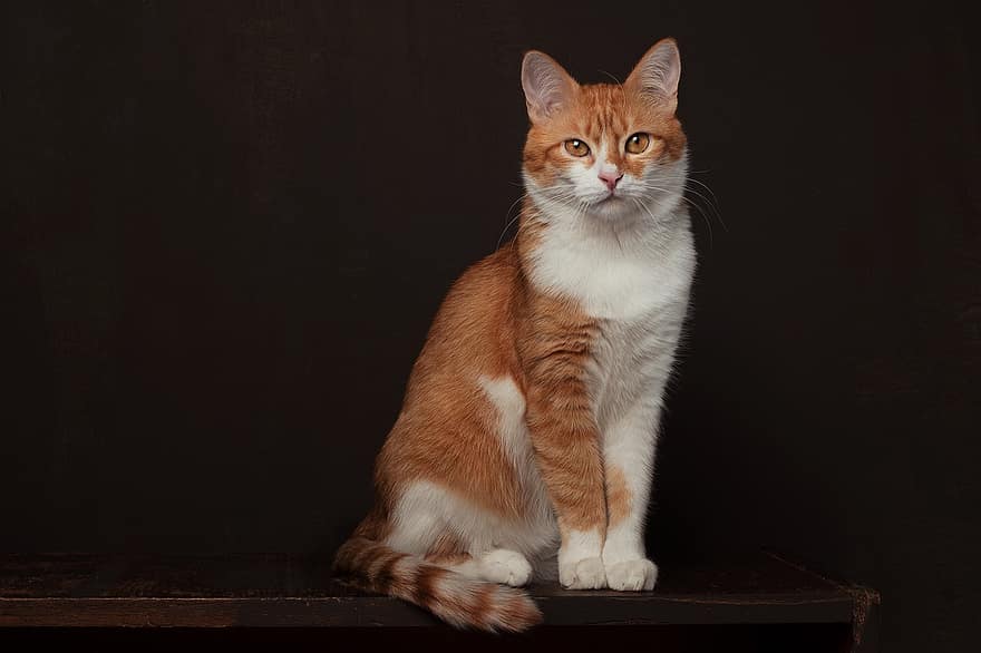 кішка, портрет, таббі, помаранчевий таббі, полосатий кіт, домашня тварина, котячих, ссавець, тварина, котячий портрет, фотографія тварин