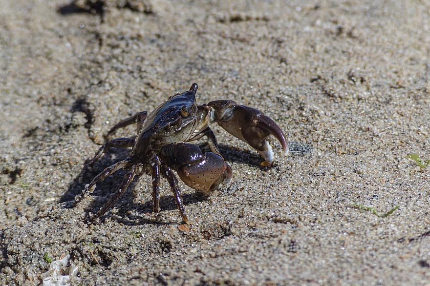 Crabe, crustacé, plage, le sable, panzer, les ciseaux, la nature