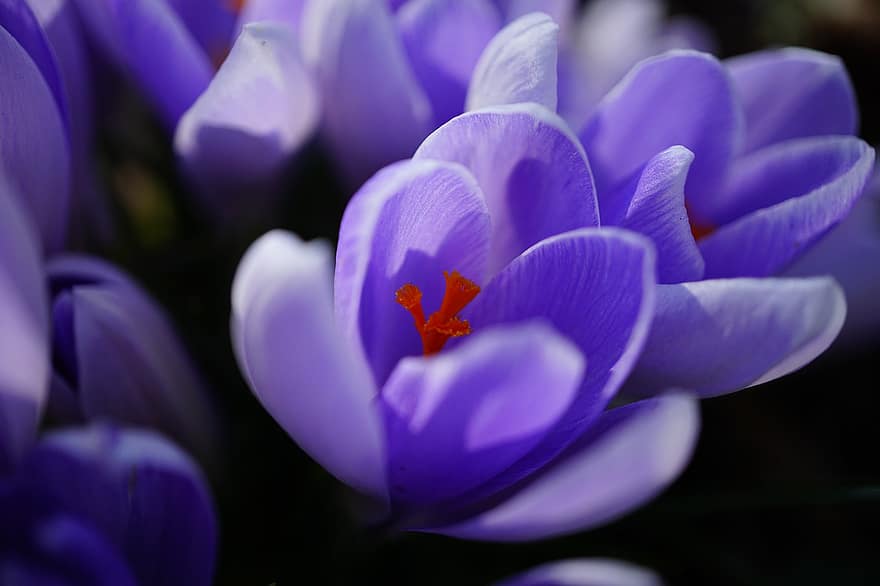 крокусы, цветы, фиолетовые цветы, лепестки, фиолетовые лепестки, весенние цветы, природа, цвести, цветение, Флора, цветок
