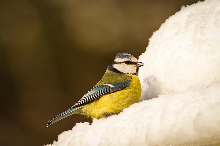 μπλε tit, πουλί, σκαρφαλωμένο, χτύπημα, ζώο, χιόνι, χειμώνας, φτερά, ράμφος, νομοσχέδιο, παρατήρηση πουλιών
