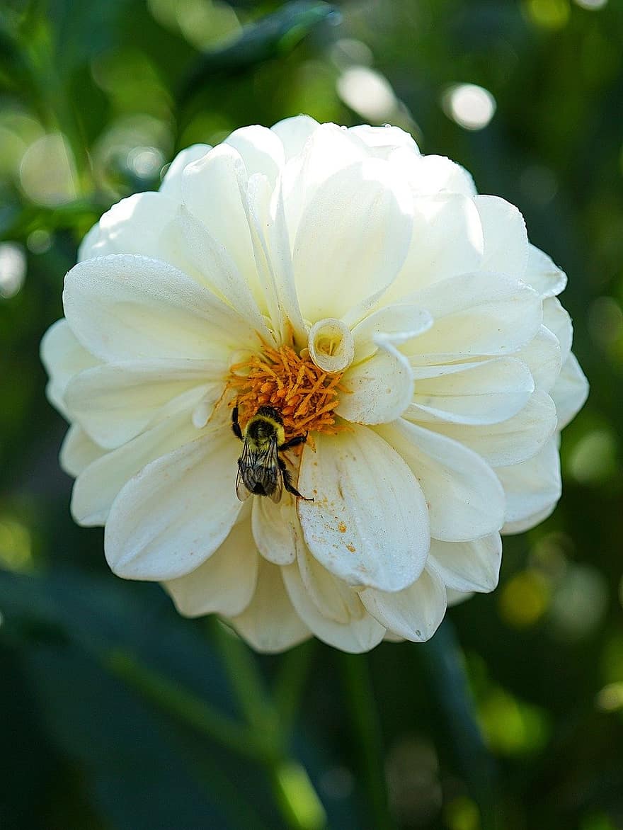 dalie, albină, polenizare