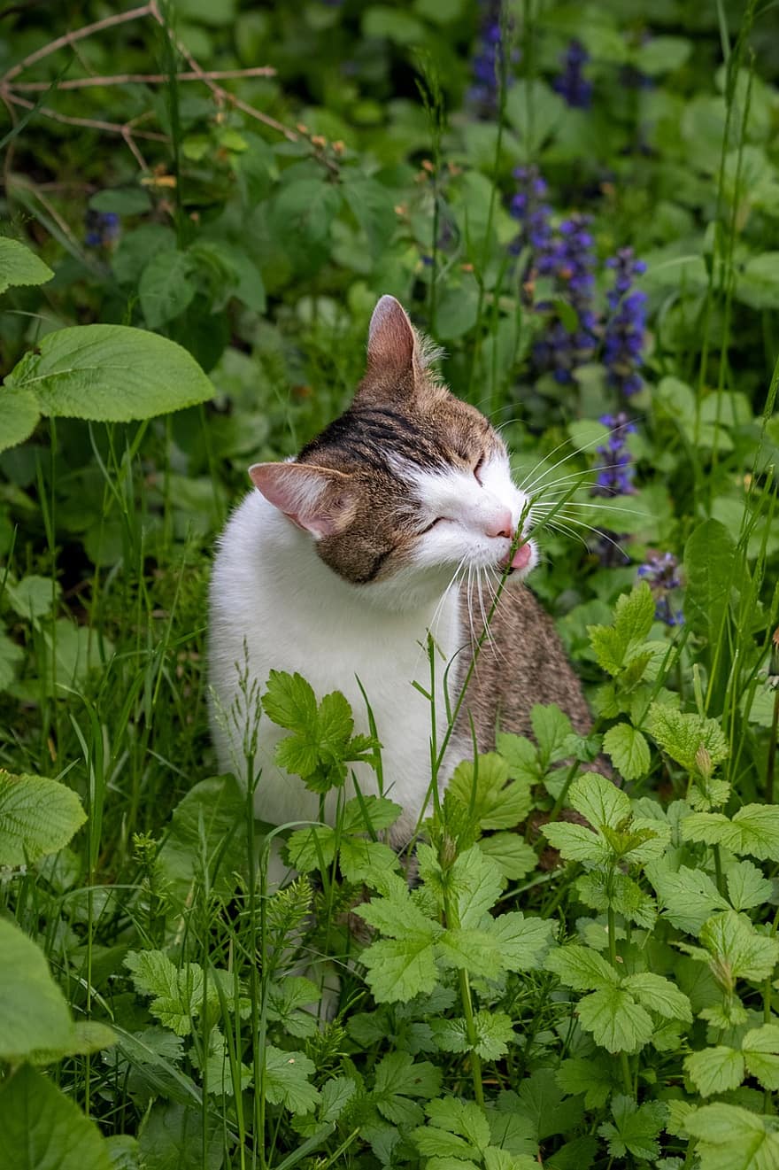katt, feline, gress, busk, planter, hage, kjæledyr, innenlands, eng, felt, vill