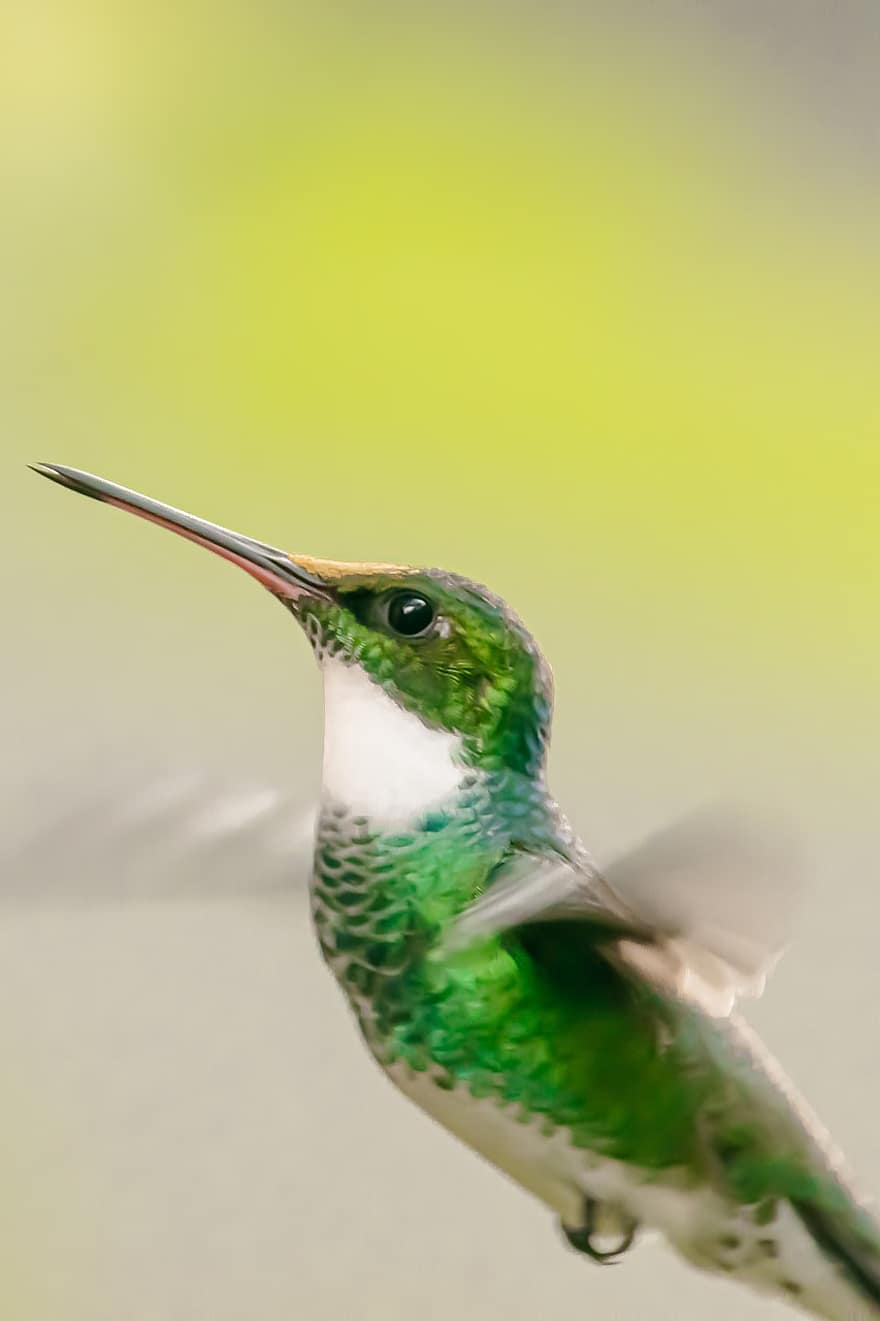 colibri, des oiseaux, de pointe, plumage, ornithologie, le bec, plume, fermer, iridescent, en volant, volière