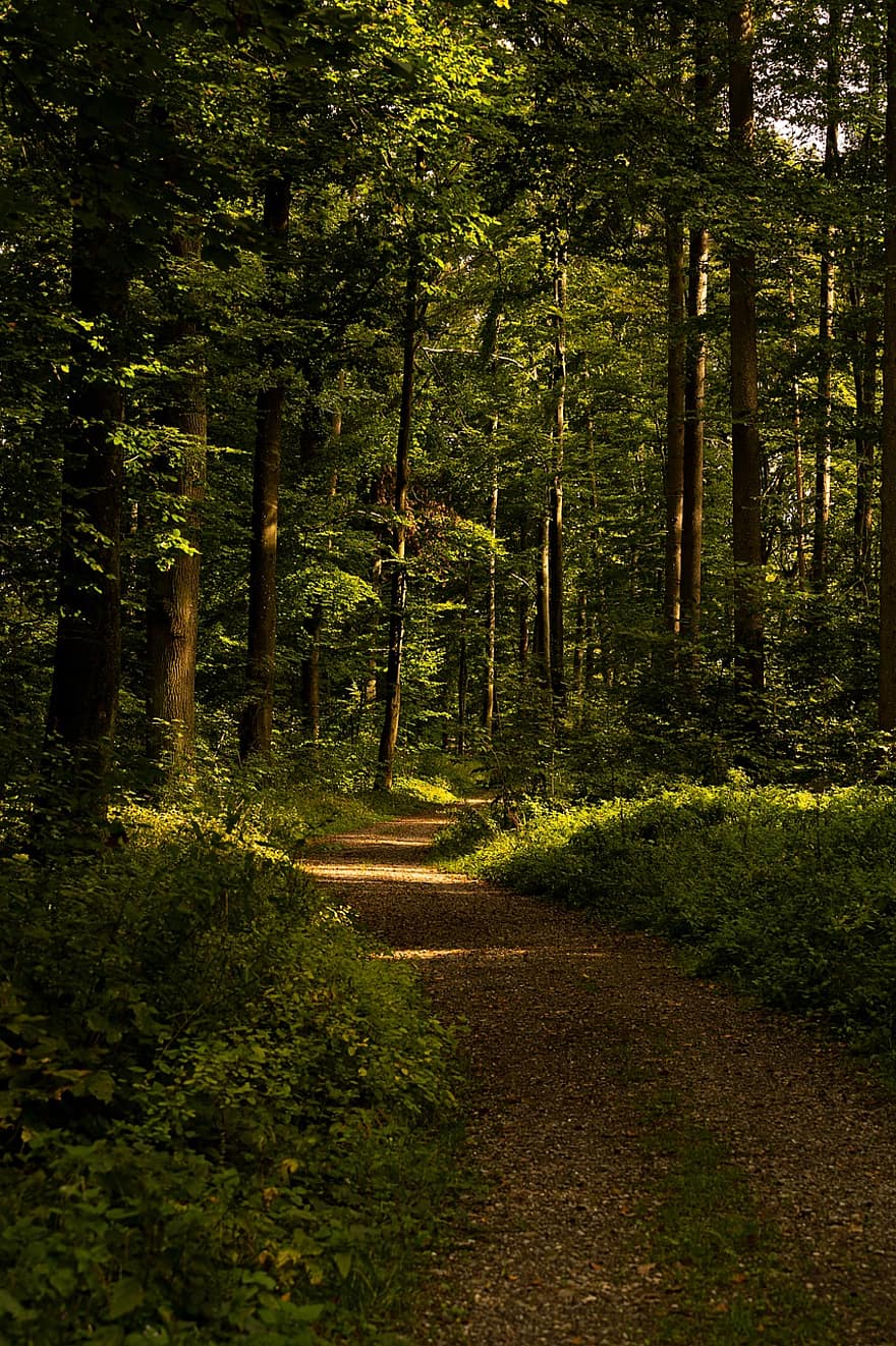 δάσος, μονοπάτι, δασική διαδρομή, δασικό μονοπάτι, δέντρα, χαμηλή βλάστηση, τοπίο, πεζοπορία, φύση, δασάκι, σε εξωτερικό χώρο