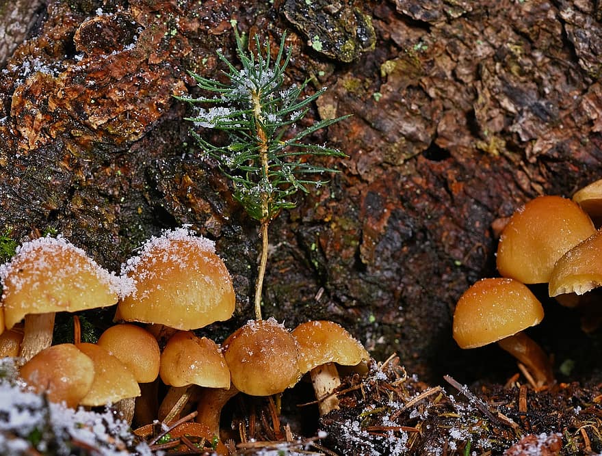 funghi, fungo, muschio, oce, brina, la neve, tronco d'albero, foresta, inverno