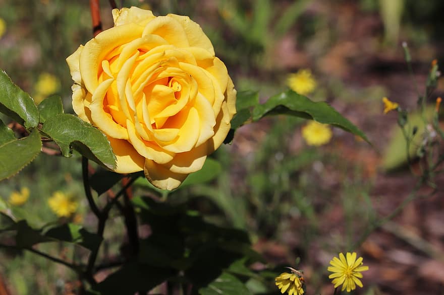 Rose, Flower, Plant, Yellow Rose, Yellow Flower, Petals, Bloom, Leaves, Garden, Nature