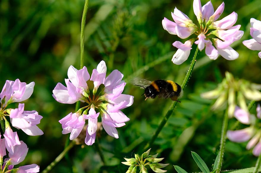 ハチ、花、受粉する、ピンクの花、咲く、フローラ、動物相、ワイルドフラワー、自然、受粉、蜂