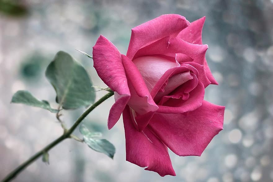 рожевий, квітка, квітка троянди