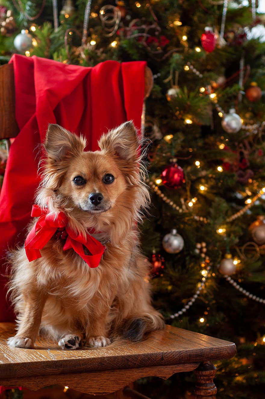 christmas, dog, pet, puppy, animal, cute, tree, doggy, friend, present, looking