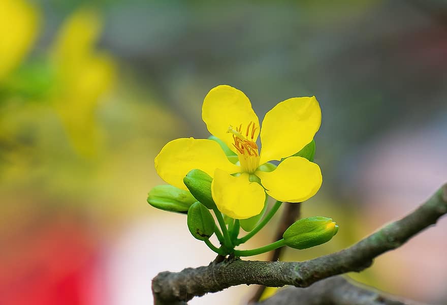 cassia, bloem, fabriek, boom, gele bloem, bloemknoppen, bloemblaadjes, bloeien, flora, de lente, natuur