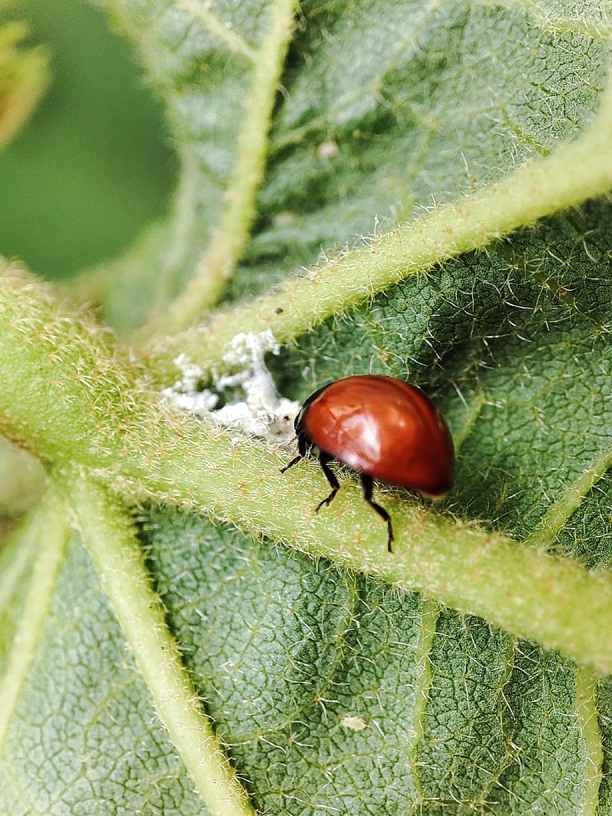 Ladybug, Insect, Ladybird Beetle, Beetle, Red Beetle, Nature, Leaf, Fauna, Animal, Coccinellidae, Coleoptera