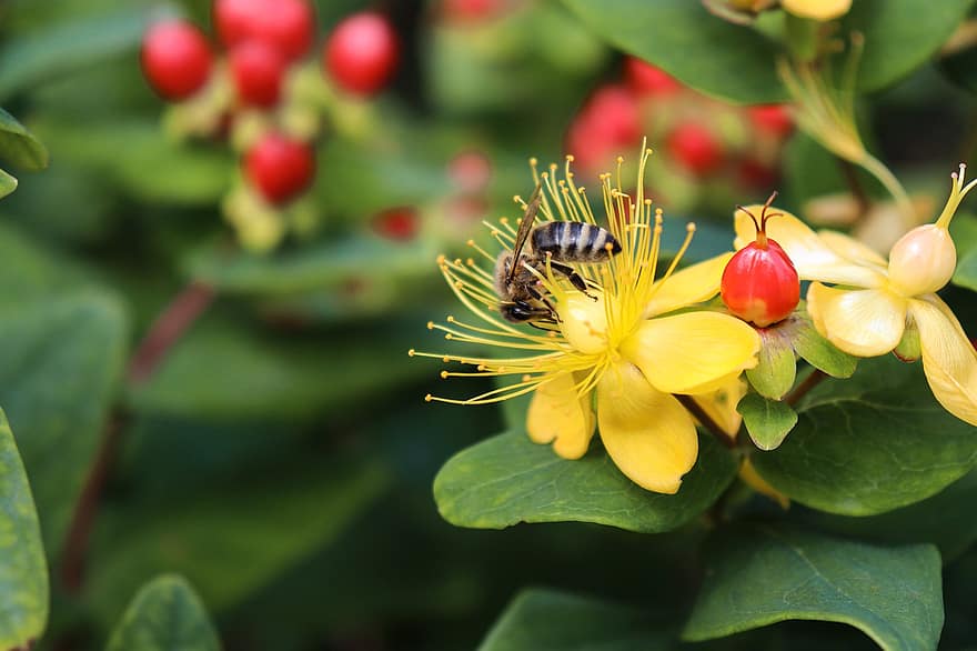 albină, flori galbene, polenizare, insectă, natură, floră, macro