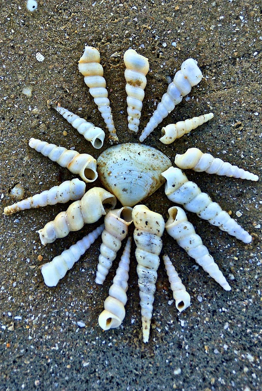 conchas, mar, arena, conchas marinas, espiral, de cerca, caparazón de animal, verano, concha, antecedentes, crustáceo
