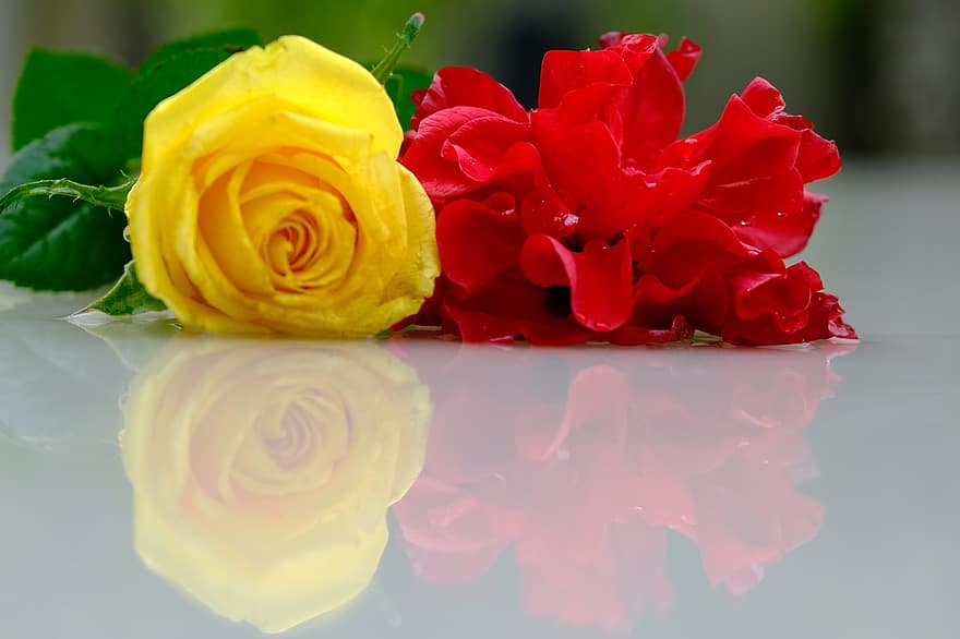 กุหลาบฮาวาย, กุหลาบสีเหลือง, การสะท้อน, ดอกไม้, เบ่งบาน, ดอกกุหลาบ, ดอก, กลีบดอก, กลีบกุหลาบ, คู่, ดอกไม้สีแดง