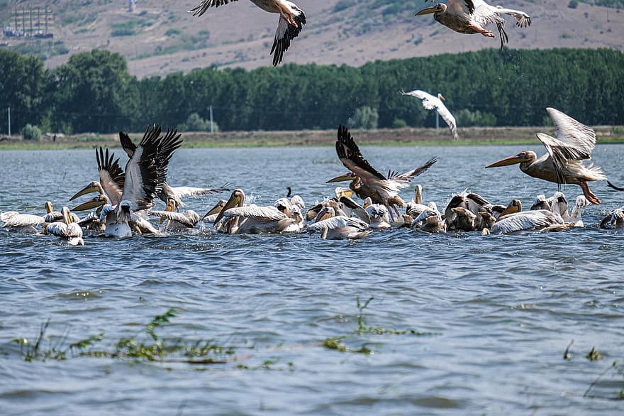 Store hvite pelikaner, fugletitting, danube delta, romania, Mahmudia, Carasuhatarea, Fuglergrafi, fugler, Båtturer, bevaring, økologi