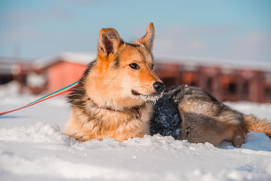 hund, sällskapsdjur, snö, djur-, koppel, husdjurshund, hund-, däggdjur, hårig, söt, vinter-