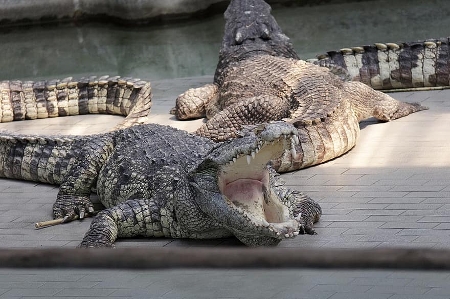 крокодил, животное, дикие животные, рептилия, опасно, Свирепый зверь