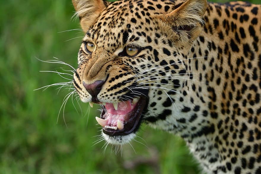 leopardo, fauna silvestre, masai mara, animal, África, mamífero, animales en la naturaleza, gato no domesticado, felino, especie en peligro, animales de safari