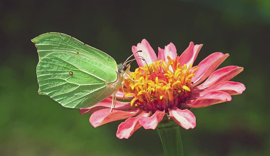 sommerfugl, insekt, Zinnia, dyr, vinger, pollinering, blomst, anlegg, hage, natur, makro