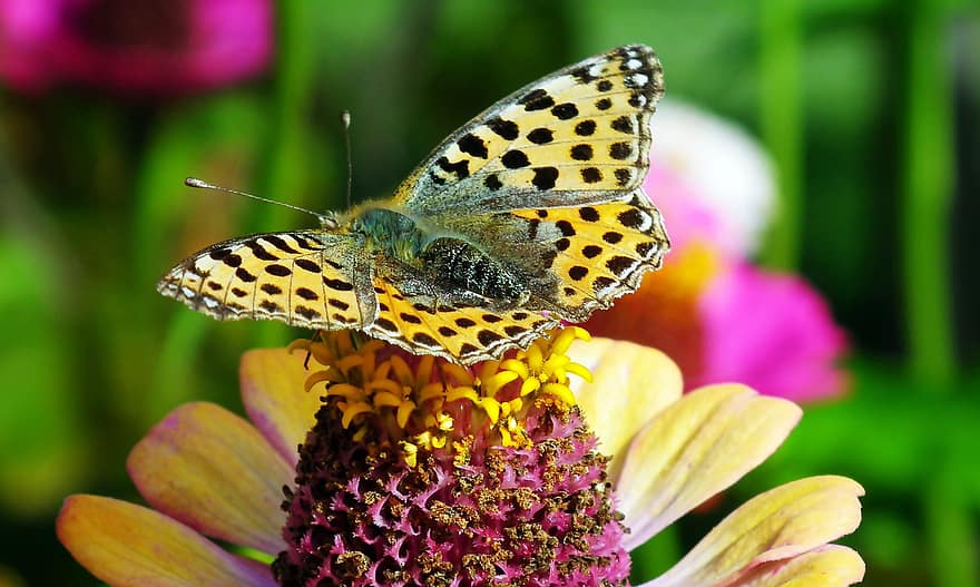 пеперуда, ехинацея, цветен прашец, опрашвам, опрашване, крила на пеперуда, крилато насекомо, насекомо, ципокрили, ентомология, разцвет