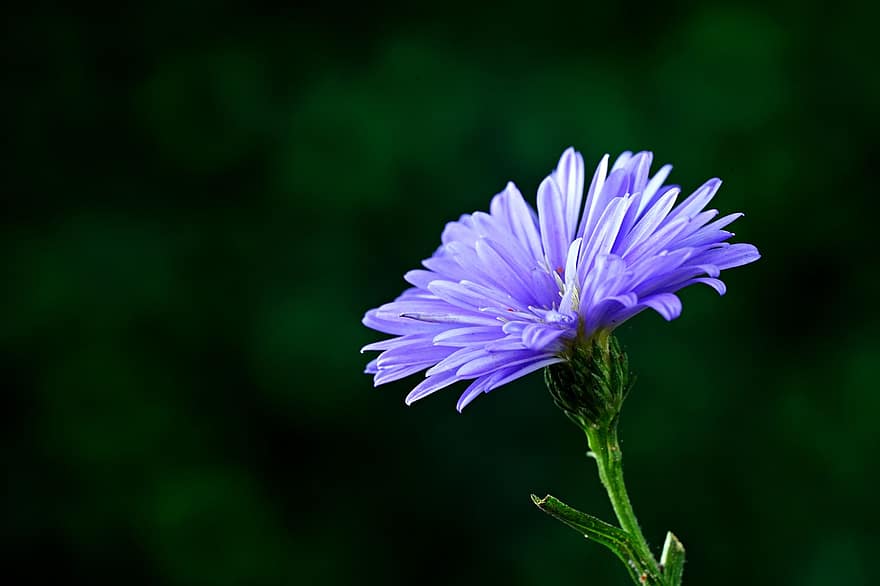 Aster, Flower, Plant, Petals, Bloom, Flora, Nature, close-up, summer, purple, green color