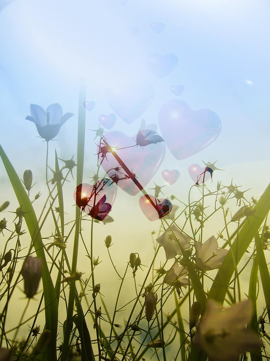 pļava, zāli, halm, sirds, mīlestība, veiksmi, sveiciens, apsveikuma kartīte, pastkarte, fona, debesis