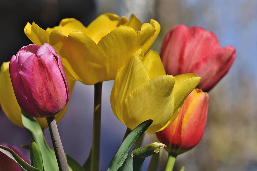Tulpen, Blumen, Pflanzen, gelbe Tulpe, rosafarbene Tulpen, Blütenblätter, blühen, Flora, Frühling, Natur