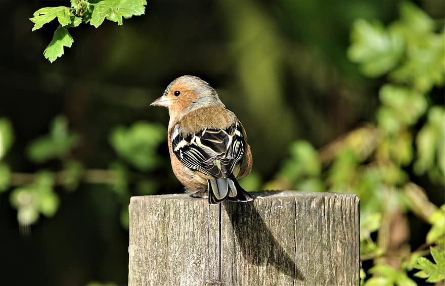 Bird, Chaffinch, Feathers, Animal, Nature, Wildlife, Perched, Plumage, Garden, Foraging, Tree