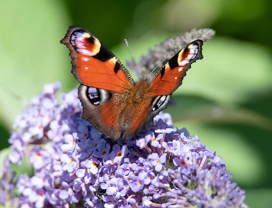 borboleta de pavão, borboleta, lilás de verão, inseto, animal, asas, flores, plantar, jardim, natureza