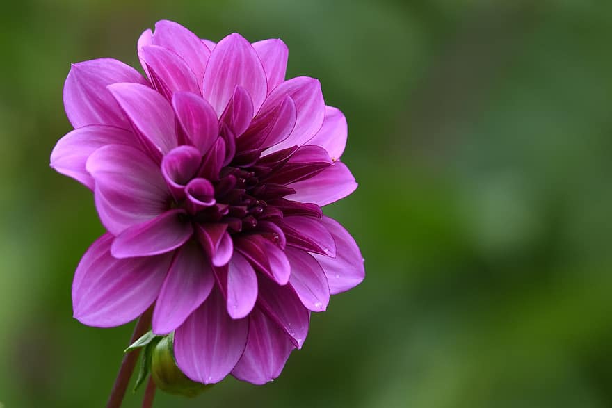 dalia, purpurowa dalia, kwiat, fioletowy kwiat, kwitnąć, płatki, roślina, roślina kwitnąca, roślina ozdobna, ogród