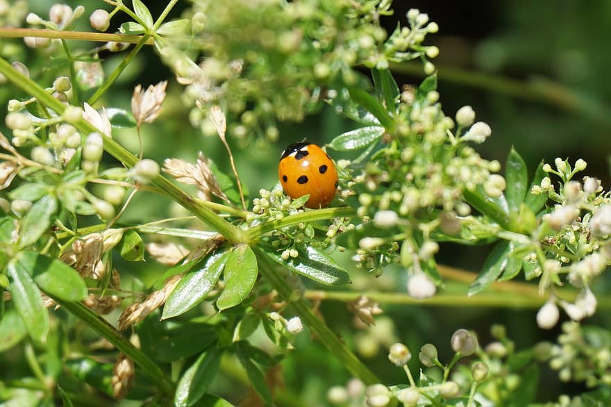 Ladybug, Beetle, Insect, Red, Nature, Lucky Charm, Luck, Macro, Points, Animal, Flower