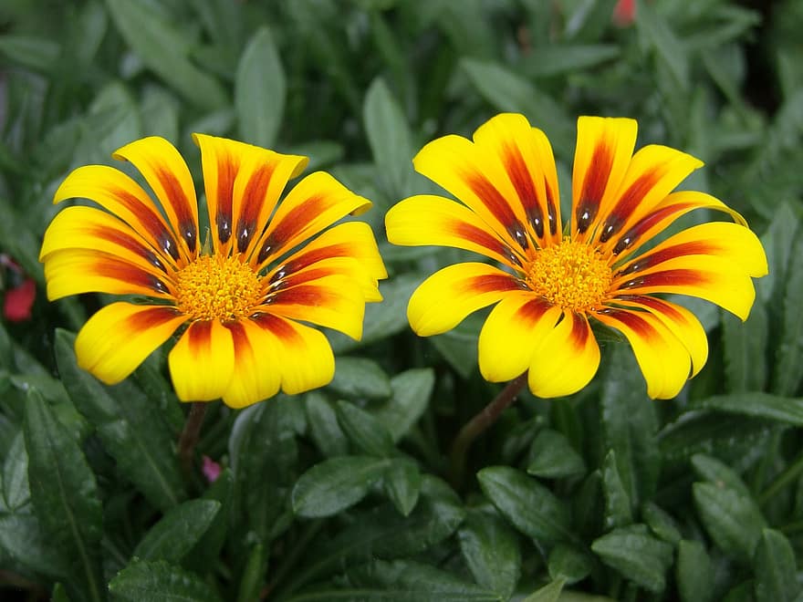 Πανέμορφο λουλούδι βροχής, Η Γάζα στο Ρέιγκεν, πανεμορφη, λουλούδι, κίτρινος, πέταλα, φύλλα, φύλλωμα, βοτανική, κήπος, φυτό
