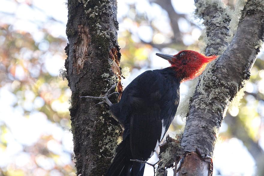 Pájaro carpintero de cabeza roja, pájaro carpintero, pájaro, naturaleza, animal, fauna silvestre