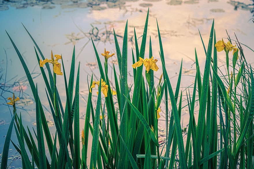 Iris des marais, Lac, étang, eau, la nature, les fleurs, Floraison