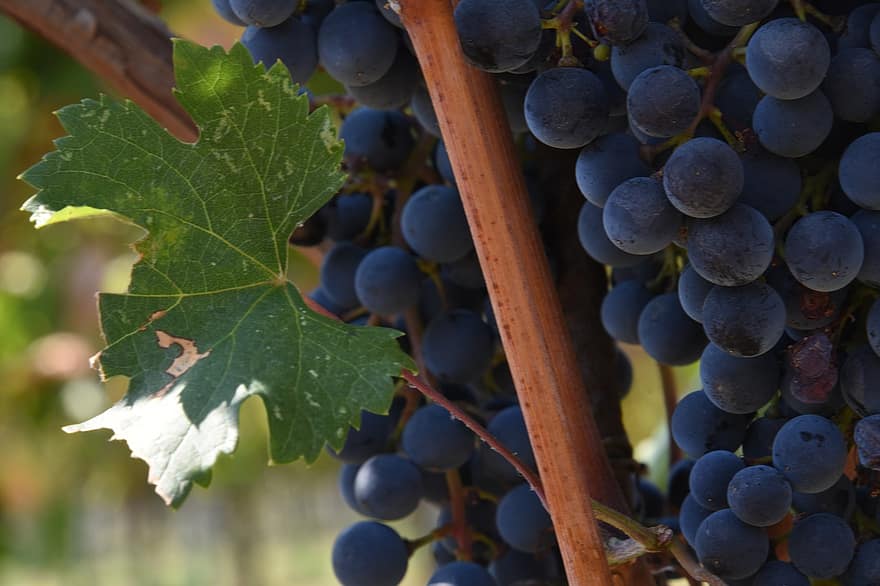 uvas, viñedo, empulgueras, viticultura