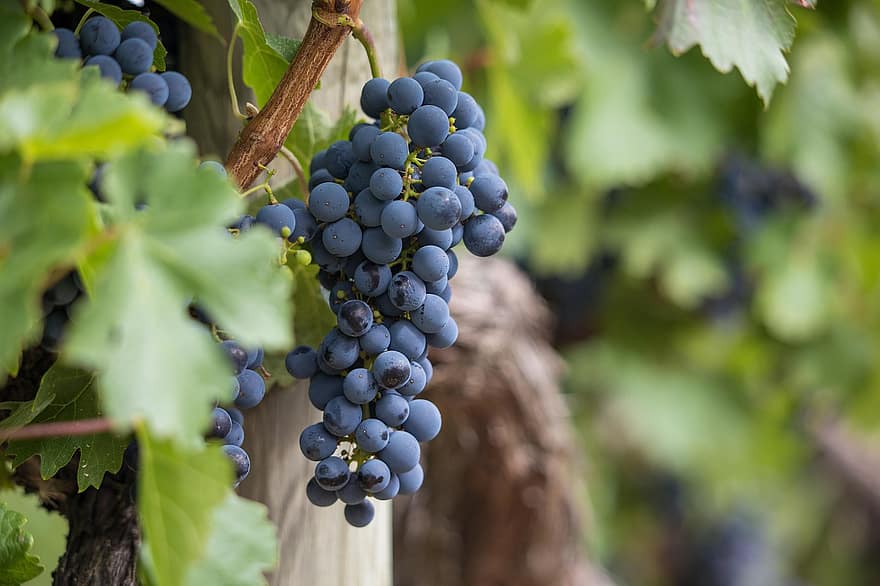 uvas, vides, viñedo, Fruta, orgánico, Para producir, cosecha, viticultura, cultivo de vino, reabastecimiento, cultivo