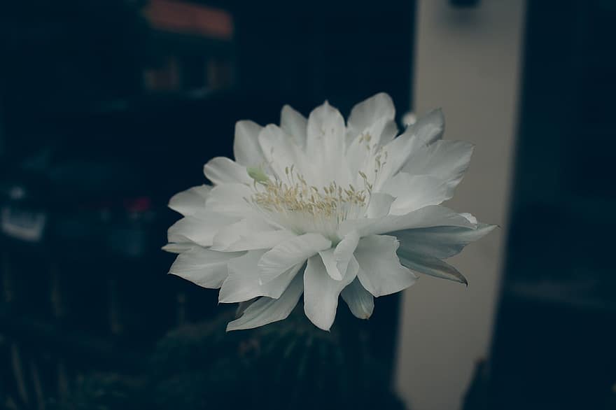 квітка, Біла квітка кактуса, Рослина, пелюстки, білі пелюстки, біла квітка, флора, природи, цвітіння