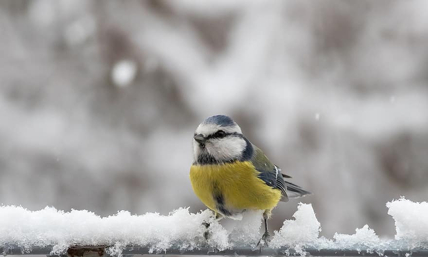 fågel, blå tit, vinter-, snö, natur, djur-, näbb, djur i det vilda, mes, fjäder, ett djur