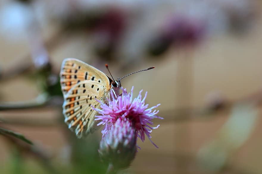 Butterfly, Flowers, Petals, Nature, Insect, Wings, Biology, Plant, Antenna, Entomology