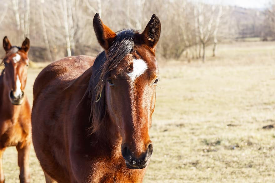 ngựa, con ngựa con, con ngựa giống, đồng cỏ, ngựa nâu, nông trại, động vật trang trại, động vật có vú