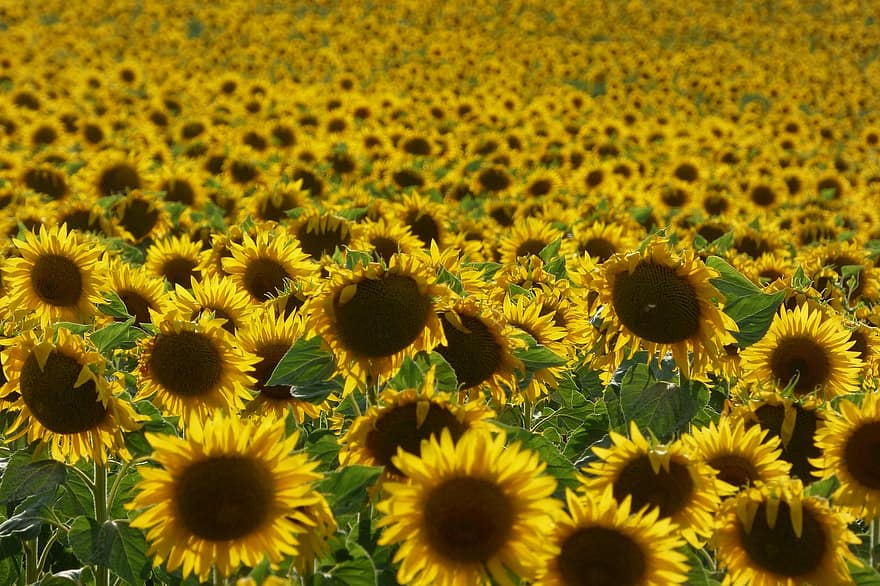 girassóis, campo de girassol, flores amarelas